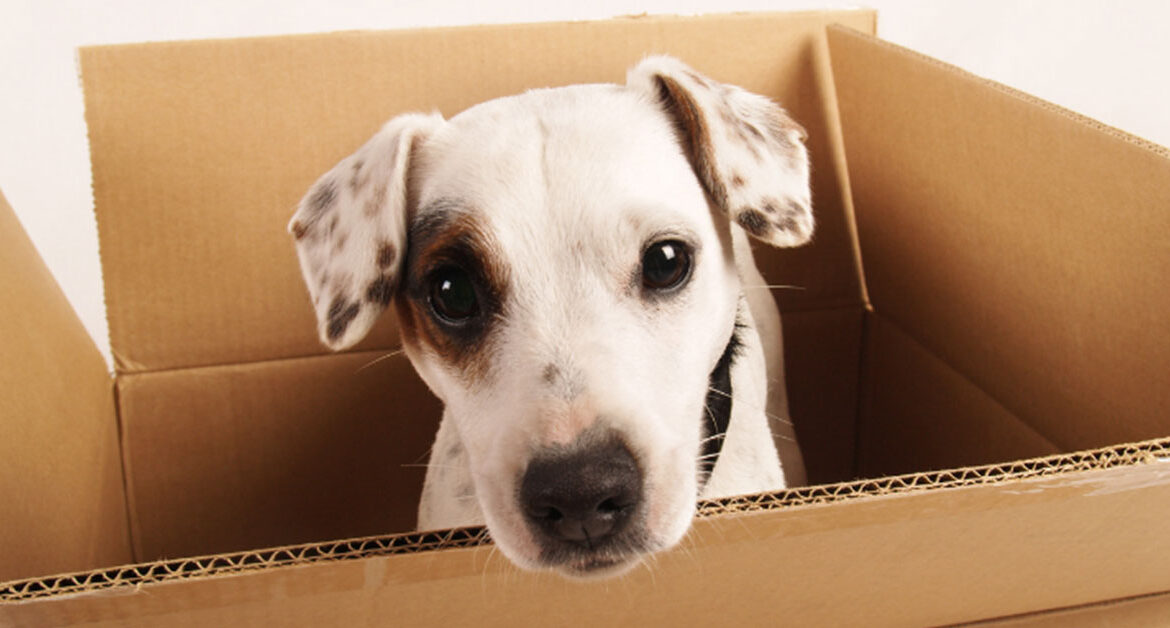Cost of Pet Relocation Services