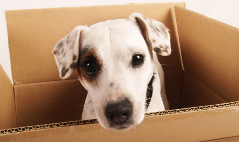 Cost of Pet Relocation Services