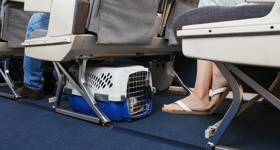 Flying with Pets vs Ground Transport