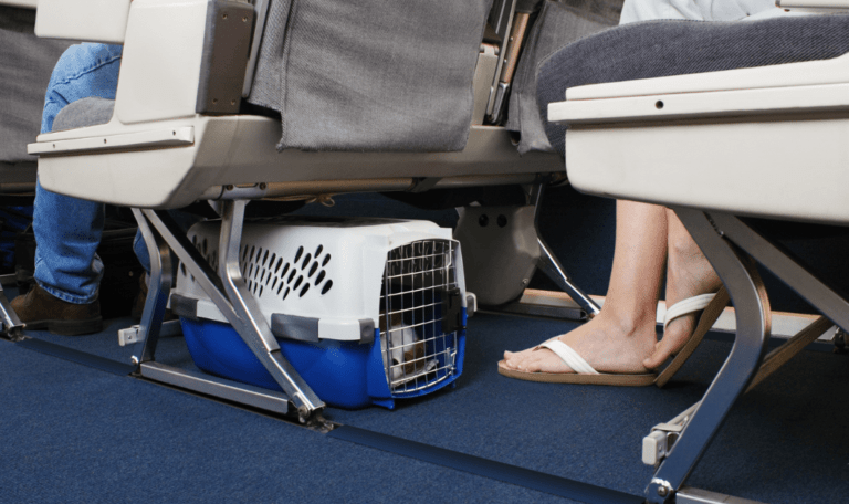 Flying with Pets vs Ground Transport