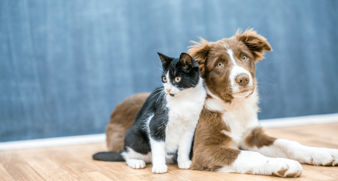 Import Your Pet to India
