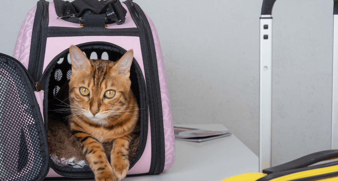 Reducing Pet Travel Stress