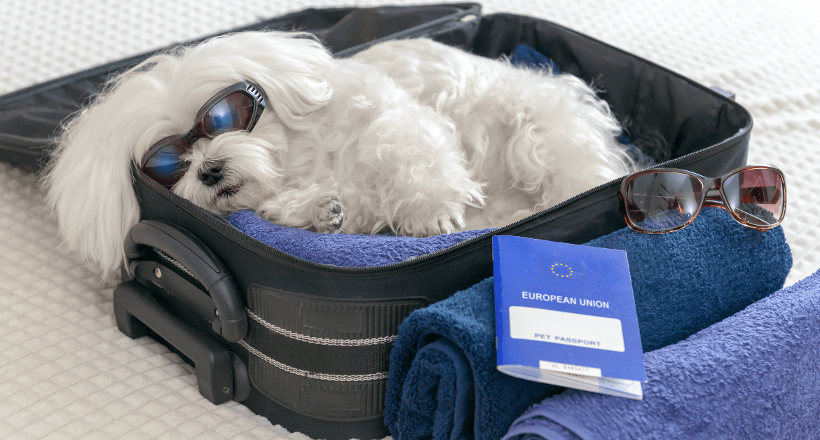 Technology is Revolutionizing the Pet Travel Industry