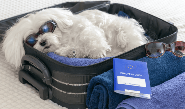 Technology is Revolutionizing the Pet Travel Industry