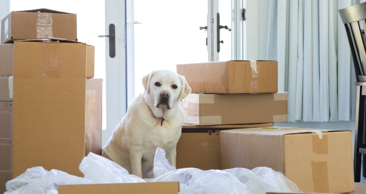 Moving Pets from UAE to USA A Complete Guide