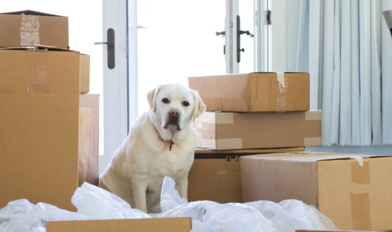 Moving Pets from UAE to USA A Complete Guide