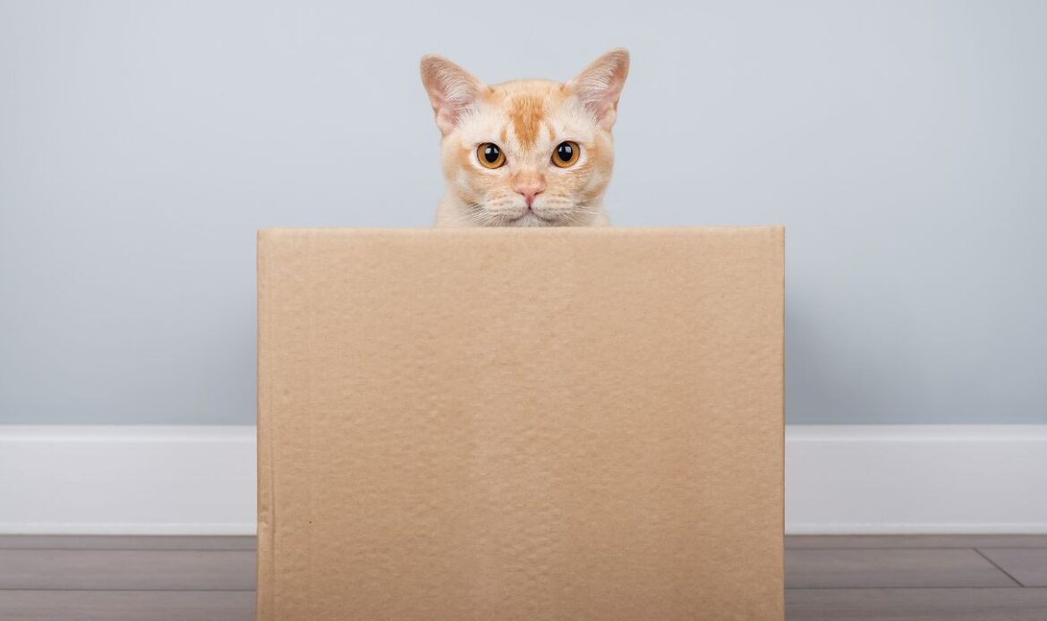 international pet shipping services