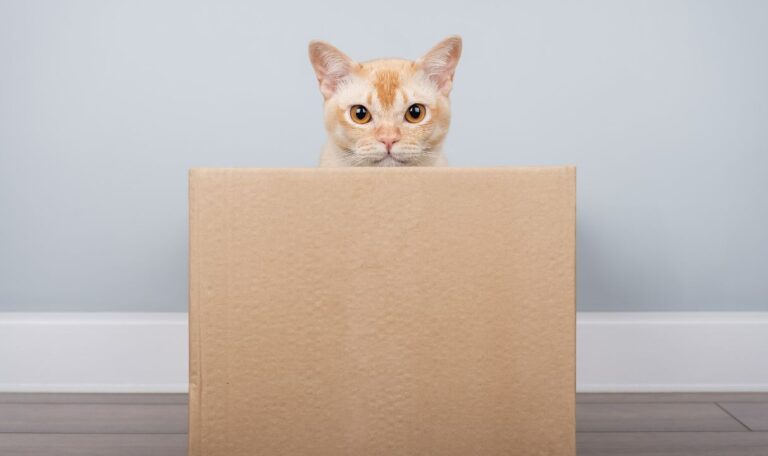 international pet shipping services